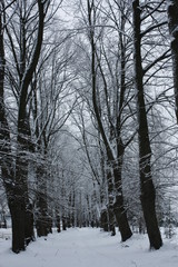 Alley of the trees in winter in Riga.