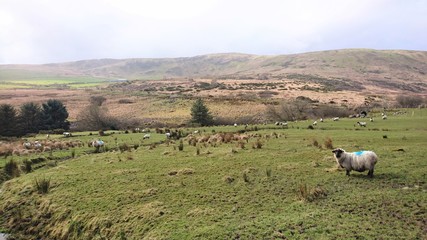 ship in the farm field