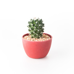 Cactus Isolate on white background - 140600094