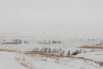 dry plants in the snow