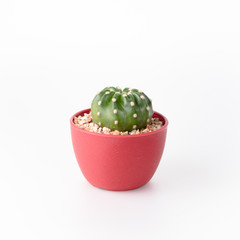 Cactus Isolate on white background - 140600422