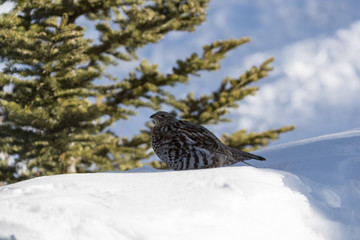 Female Spruce grouse