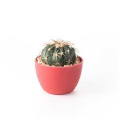 Cactus Isolate on white background - 140600435
