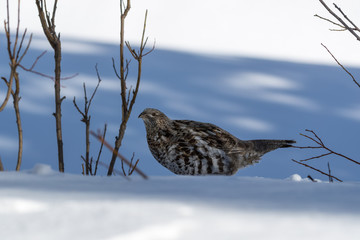 Female Spruce grouse
