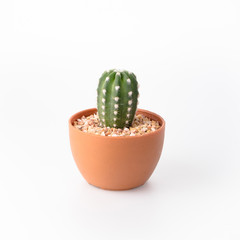 Cactus Isolate on white background - 140600484