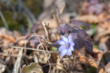 Early spring flowers