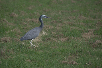 White-faced heron bird