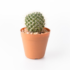 Cactus Isolate on white background - 140600649
