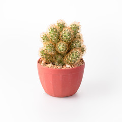 Cactus Isolate on white background - 140600651