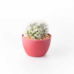 Cactus Isolate on white background - 140601010