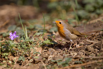 Il pettirosso