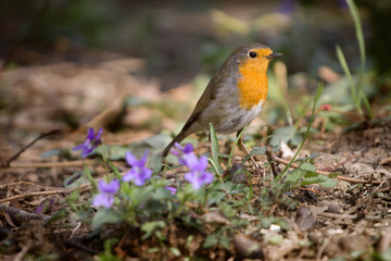 Pettirosso tra i fiori