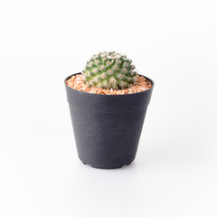 Cactus Isolate on white background - 140601036
