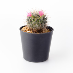 Cactus Isolate on white background - 140601080