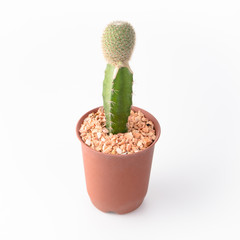 Cactus Isolate on white background - 140601096