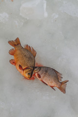 Just trapped fish lies on ice.