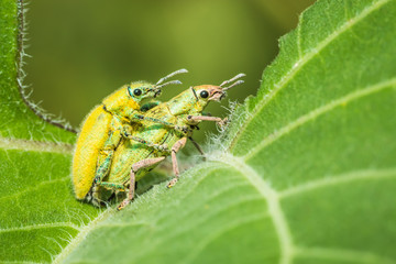 Insect mating