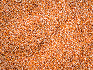 Corn seeds texture, agriculture background.