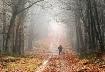 Fototapeta premium Man with dog walking on lane in misty autumn forest.