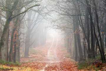 Fototapeta na wymiar Tire track on path in misty autumn forest.
