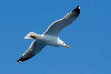 Freedom. Seagull (Larus michahellis) flying over blue sky. Beautiful flight. Fly