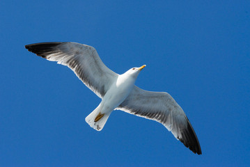 Fototapeta na wymiar Freedom. Seagull flying over blue sky. Beautiful flight. Fly