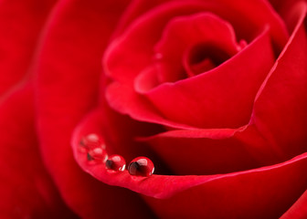 Red rose with water drops