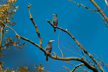 Cormorants on the branches. Perched