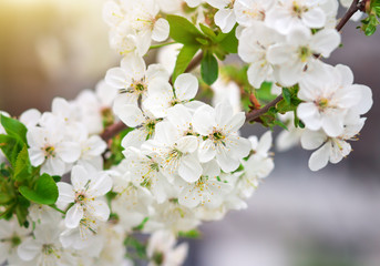 Apricot tree flowers, seasonal floral nature background