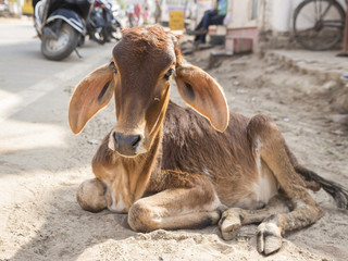 stray street calf