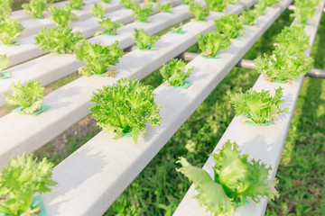 Hydroponics green vegetable farm - 140604211