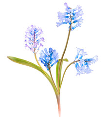 Fototapeta premium Blue spring flower isolated_2