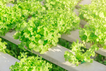 Hydroponic vegetables growing. - 140604282