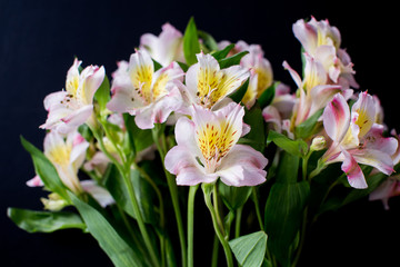Beautiful flowers on a black background
