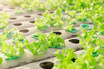 Hydroponic vegetables growing. - 140604434