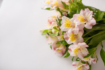 Fototapeta na wymiar Beautiful flowers on a white background