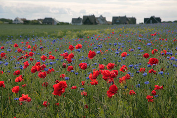 Obraz premium Mohn und Kornblumenfeld