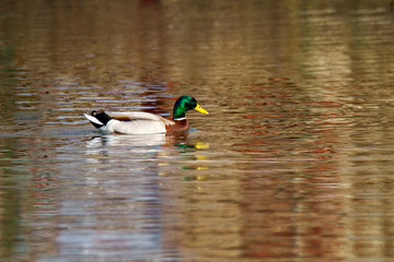 animal a wild drake swims on a pond