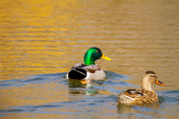 animal a wild drake and a duck sail on a pond