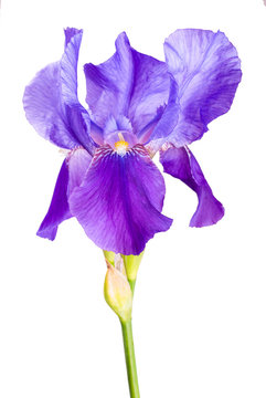 Iris flower_2