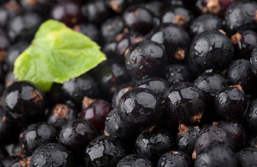 Black currant with drops of water and green leaf