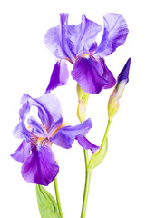 Iris flower_7