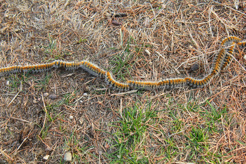 row of caterpillars in the meadow