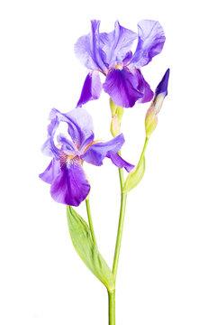 Iris flower_8