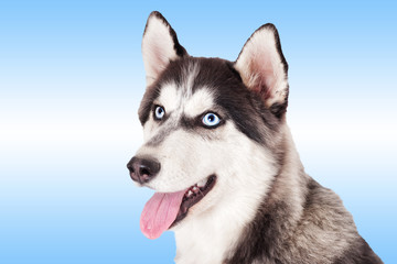 Portrait of Siberian husky