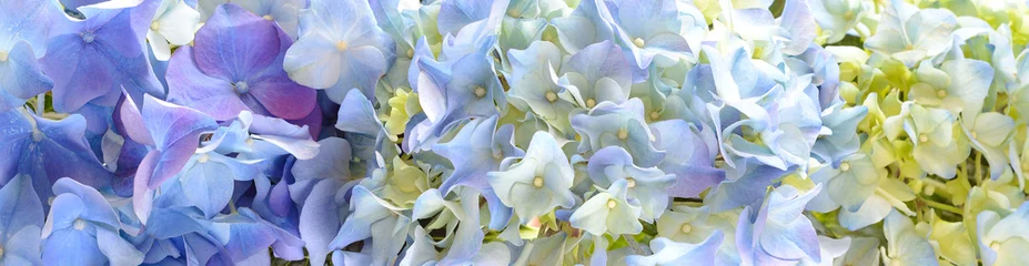 Foto auf Acrylglas Hortensie Schöne Hydrangea Flower Banner oder Hintergrund.