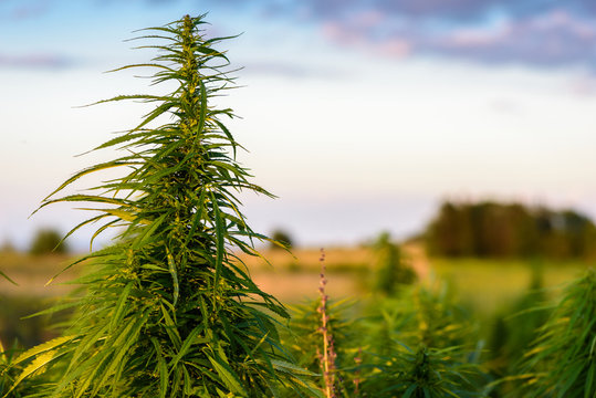 Marijuana plant on field