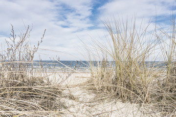 Obraz premium Diuna z suchym plażowym trawy zbliżeniem.
