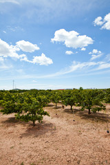 Fototapeta na wymiar Orange orchard, Valencia Spain