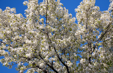 Cherry flowers over blue sky